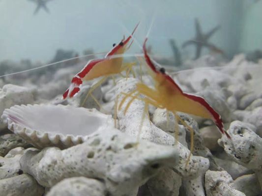 Heat Dissipate Water To Water Heat Pump , Heat Pump Unit