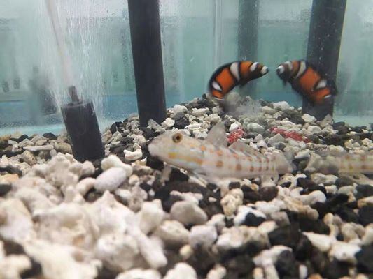 Heat Dissipate Water To Water Heat Pump , Heat Pump Unit