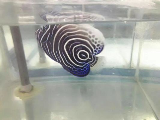 Heat Dissipate Water To Water Heat Pump , Heat Pump Unit